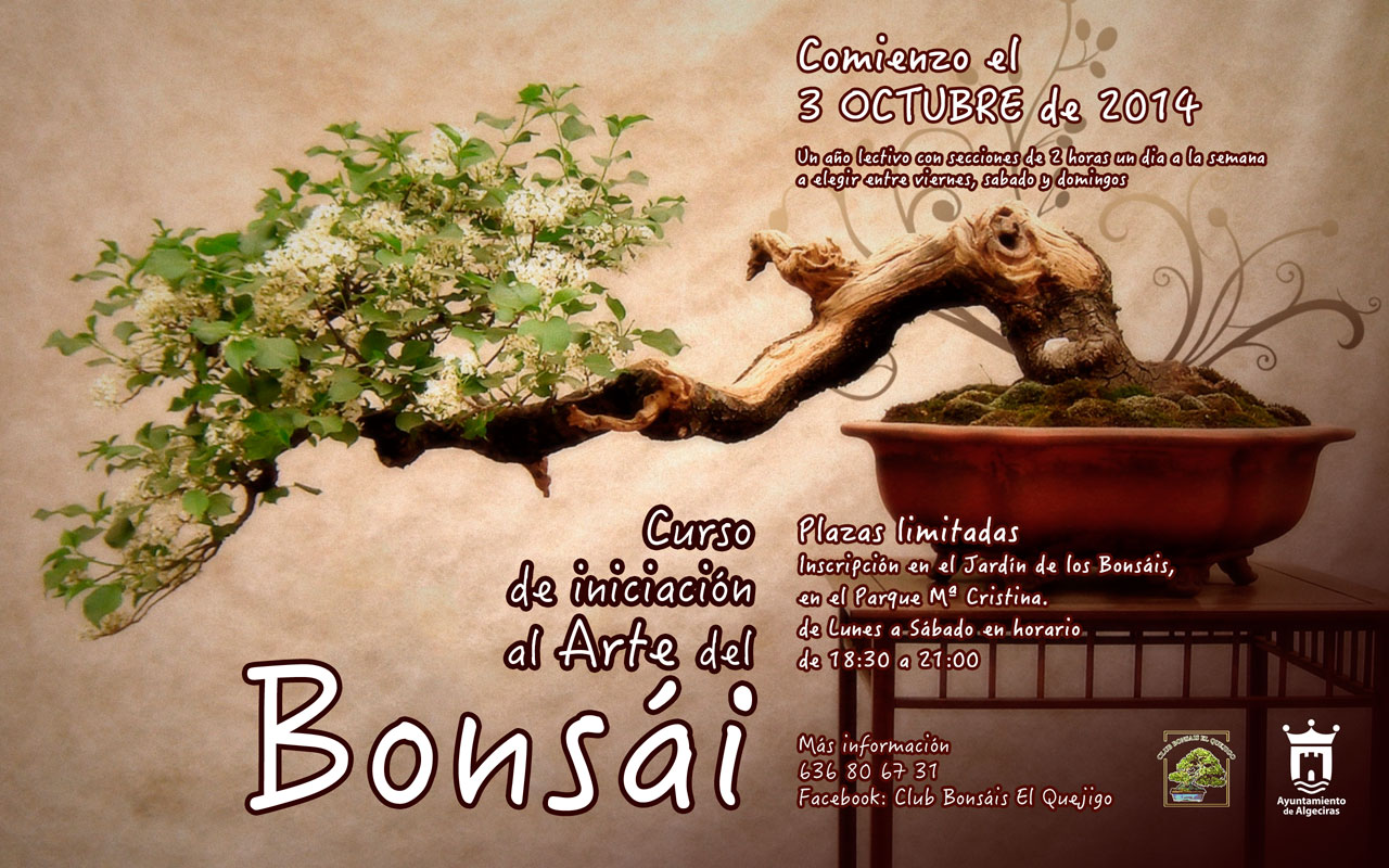 bonsai