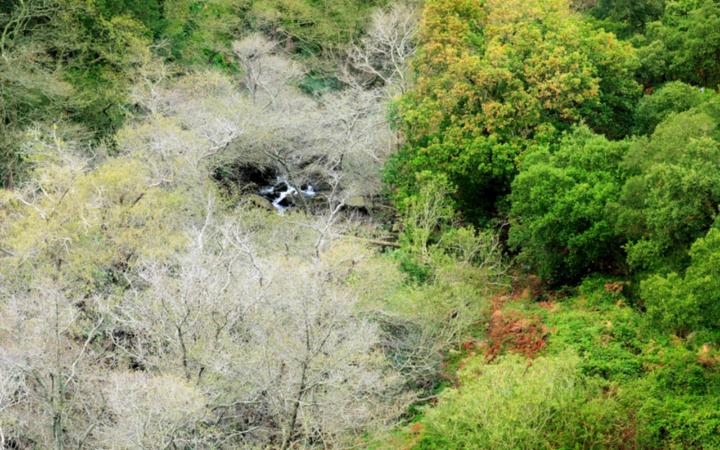 Río de la Miel, Parque Natural de los Alcornocales