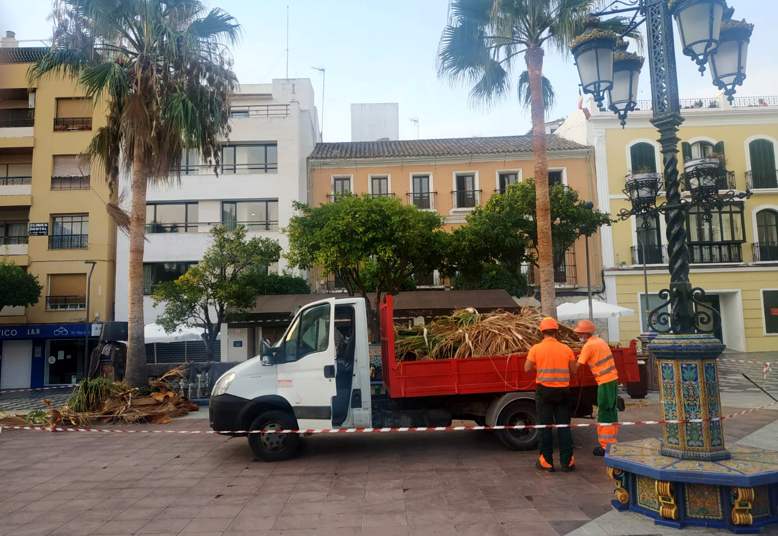 PLAZA ALTA PODA DE PALMERAS