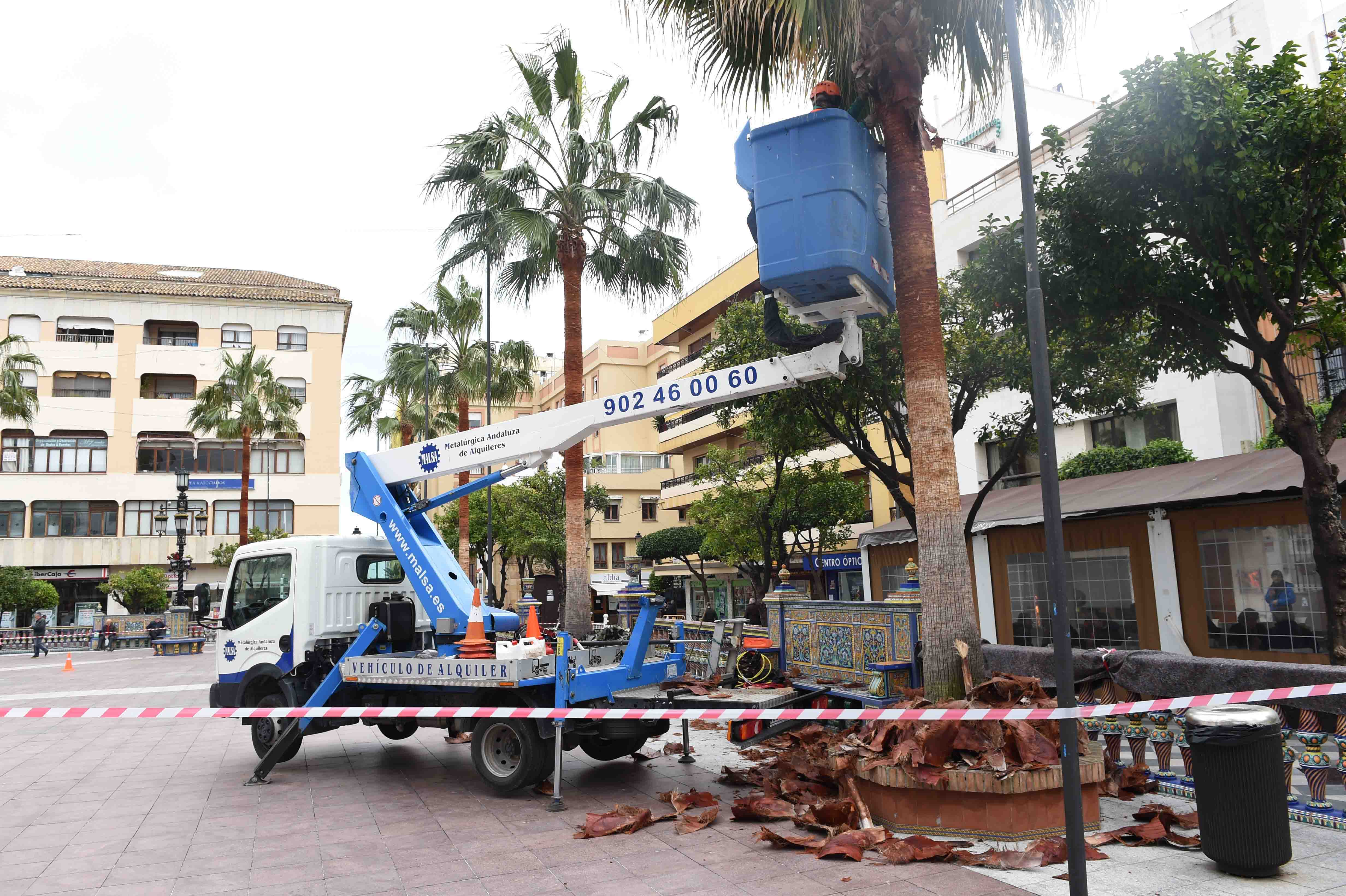 PODA DE PALMERAS PLAZA ALTA