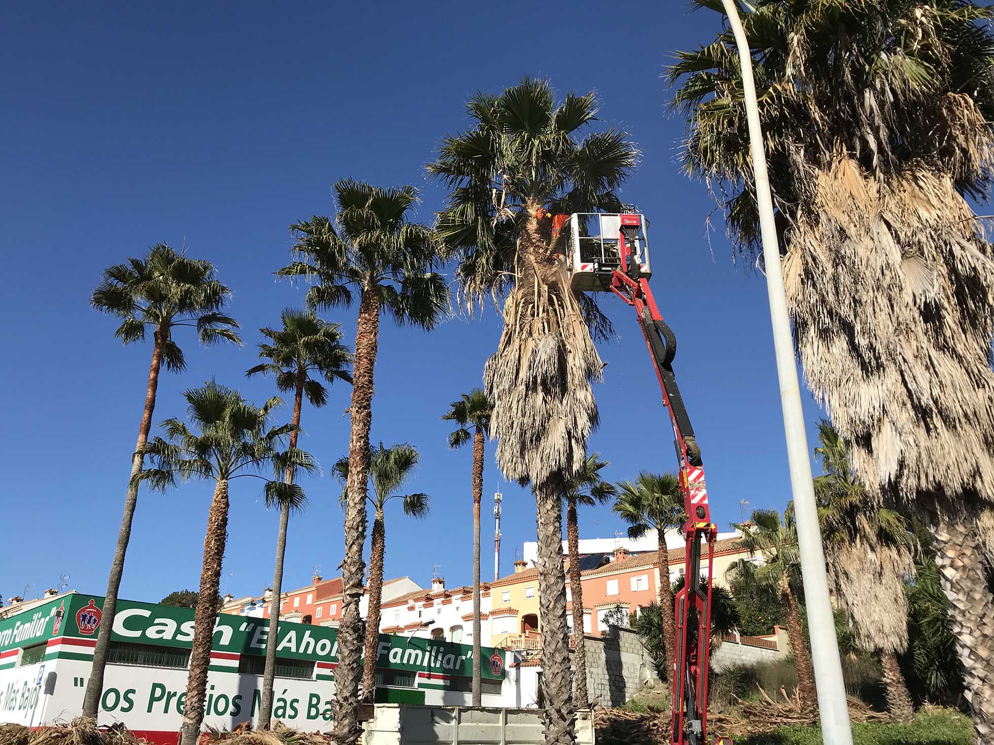 PODA PALMERAS AVENIDA 28 DE FEBRERO