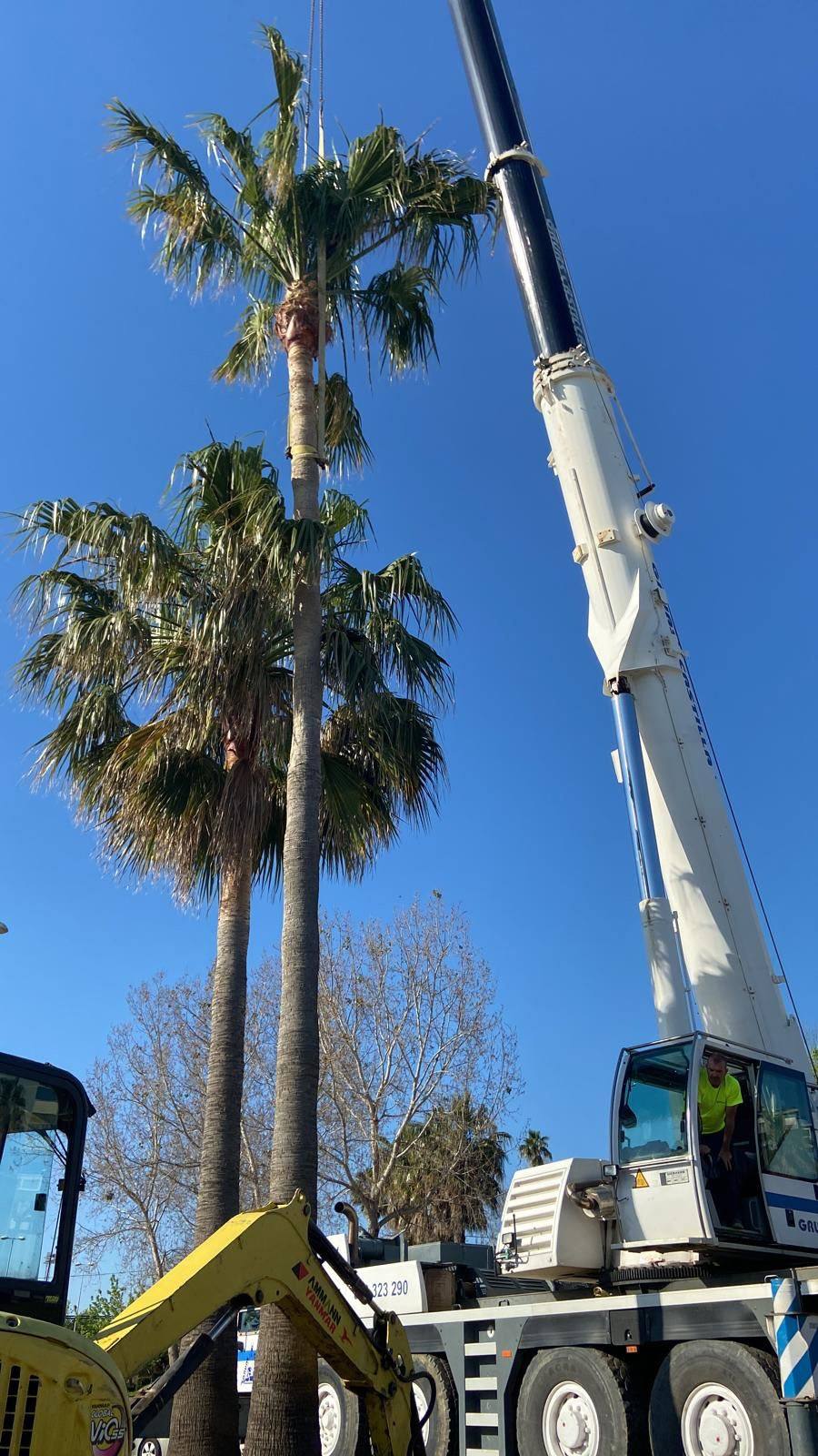 TRASPLANTE PALMERA