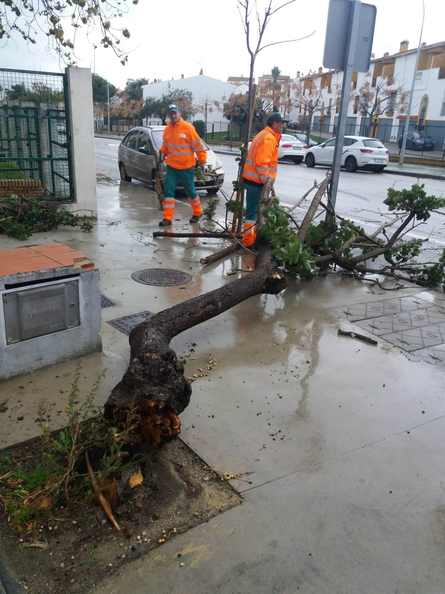 retirada árboles